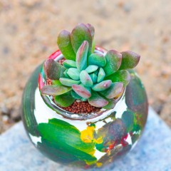 国产 多肉植物 红稚莲 办公室净化空气花卉绿植盆栽 肉肉植物