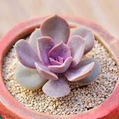 国产 定一花木多肉植物盆栽紫珍珠红心莲进口办公室内绿植盆栽肉肉植物