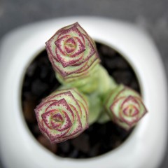 国产 钱串多肉  精品多肉植物 办公室绿植盆栽园艺心语馨苑