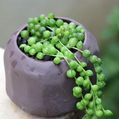 国产 佛珠多肉植物垂吊挂墙绿色情人绿植办公桌防辐射室内小盆栽易养