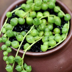 国产 佛珠多肉植物垂吊挂墙绿色情人绿植办公桌防辐射室内小盆栽易养