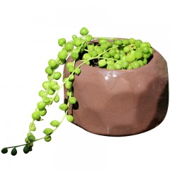 国产 佛珠多肉植物垂吊挂墙绿色情人绿植办公桌防辐射室内小盆栽易养