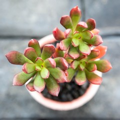 国产 丹格朗斯 精品多肉植物 办公桌迷你盆栽绿植花卉景天