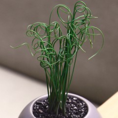 国产 弹簧草多肉植物多肉办公桌植物盆栽组合萌肉肉花卉绿植室内点翠苑