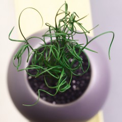 国产 弹簧草多肉植物多肉办公桌植物盆栽组合萌肉肉花卉绿植室内点翠苑