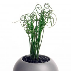 国产 弹簧草多肉植物多肉办公桌植物盆栽组合萌肉肉花卉绿植室内点翠苑