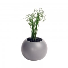 国产 弹簧草多肉植物多肉办公桌植物盆栽组合萌肉肉花卉绿植室内点翠苑