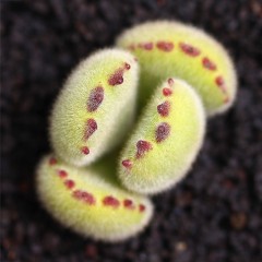 国产 多肉植物盆栽花卉多肉熊童子老桩群生多头熊掌组合绿植超萌肉肉