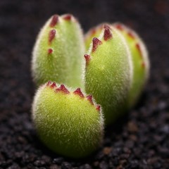 国产 多肉植物盆栽花卉多肉熊童子老桩群生多头熊掌组合绿植超萌肉肉