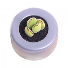 国产 多肉植物盆栽花卉多肉熊童子老桩群生多头熊掌组合绿植超萌肉肉