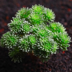 国产 球松多肉植物多肉净化空气办公桌组合超萌绿植创意花卉盆栽吸甲醛