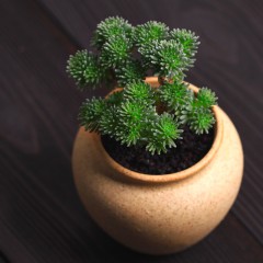 国产 球松多肉植物多肉净化空气办公桌组合超萌绿植创意花卉盆栽吸甲醛