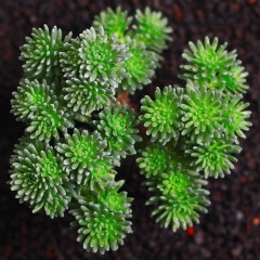 国产 球松多肉植物多肉净化空气办公桌组合超萌绿植创意花卉盆栽吸甲醛