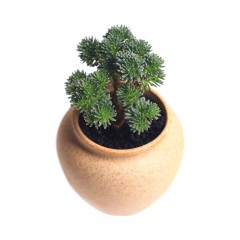 国产 球松多肉植物多肉净化空气办公桌组合超萌绿植创意花卉盆栽吸甲醛