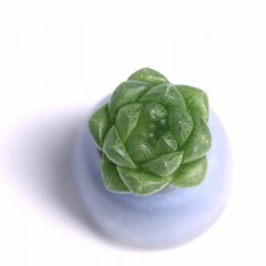 国产 玉露草玉露多肉雨露多肉植物组合盆栽花卉办公室室内迷你绿植透明