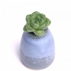 国产 玉露草玉露多肉雨露多肉植物组合盆栽花卉办公室室内迷你绿植透明