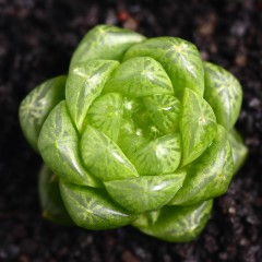 国产 玉露草玉露多肉雨露多肉植物组合盆栽花卉办公室室内迷你绿植透明