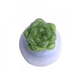 国产 玉露草玉露多肉雨露多肉植物组合盆栽花卉办公室室内迷你绿植透明