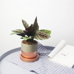 国产  双线竹芋 桌面盆栽 彩色植物 北欧简约绿植 耐阴