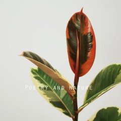 国产  大花叶橡皮树 红金刚 好养植物 办公室桌面盆栽北欧绿植