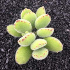 国产 多肉植物盆栽 绿熊 品相佳 欧洲荷兰进口大老桩带红爪 熊童子