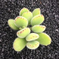 国产 多肉植物盆栽 绿熊 品相佳 欧洲荷兰进口大老桩带红爪 熊童子