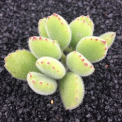 国产 多肉植物盆栽 绿熊 品相佳 欧洲荷兰进口大老桩带红爪 熊童子