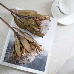 国产 南非进口干花高档插花花束搭配软装装饰花帝王花公主花