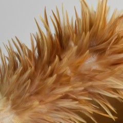 国产 家用鸡毛掸子扫灰刷除尘掸鸡毛扫毯子打扫禅子大扫除神器